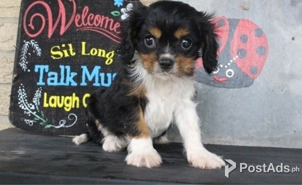 Beautiful Tri Cavalier King Charles Boy 12 Weeks