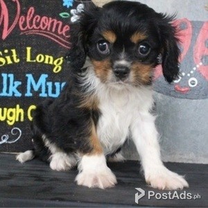 Beautiful Tri Cavalier King Charles Boy 12 Weeks | PostAds PH