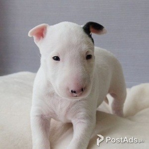 English Bull Terrier Puppies for sale | PostAds PH