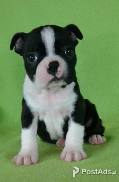 Stunning Litter Of Kc Reg Boston Terrier Pups