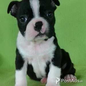 Stunning Litter Of Kc Reg Boston Terrier Pups | PostAds PH