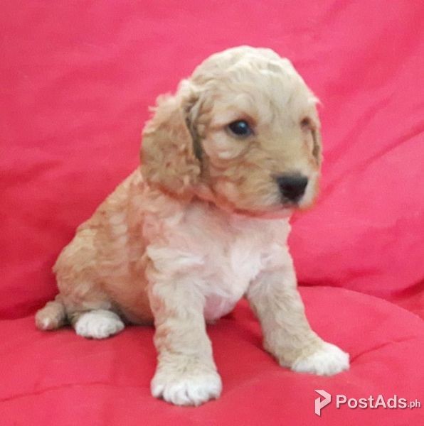 F2 Cockapoo Puppies Only 1 Boy And 1 Girl Left
