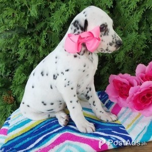 Capearlla Kc Dalmatian Puppies Ready Now | PostAds PH
