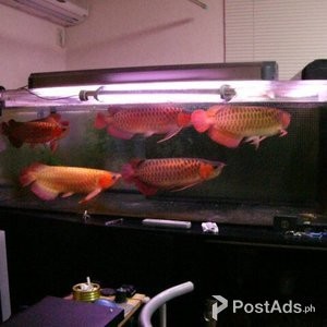 Arowana fish for sell | PostAds PH
