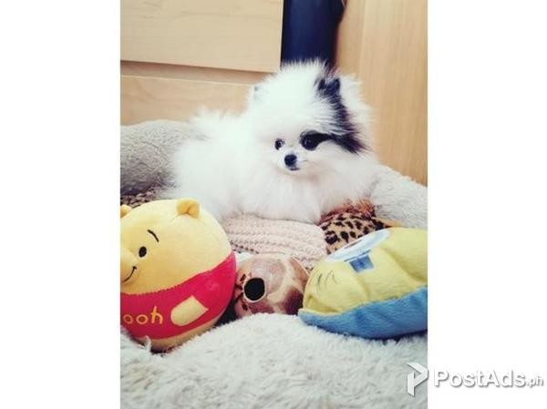 Stunning, one in million teacup Pomeranian girl available