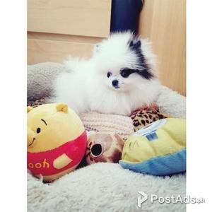 Stunning, one in million teacup Pomeranian girl available | PostAds PH