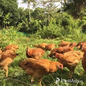Organic Egg | PostAds PH