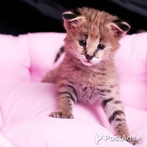 F1 Savannah kittens for adoption | PostAds PH