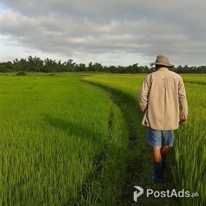 About 48 hectares of developed farm land | PostAds PH