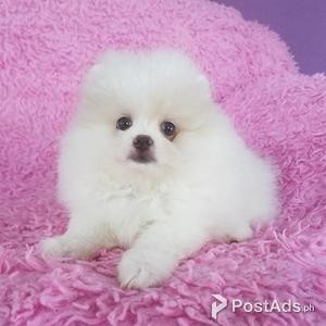 Adorable Pedigree Pomeranian Puppies Ready | PostAds PH