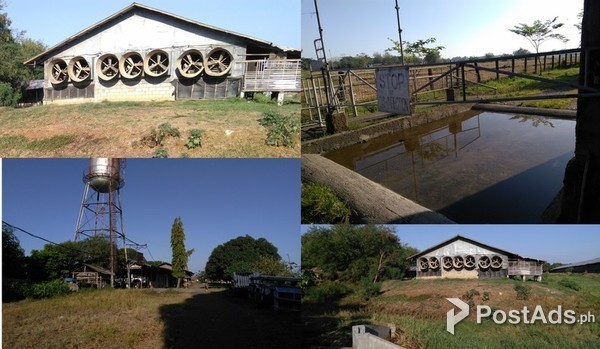 Poultry for sale