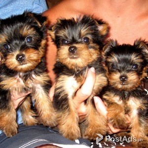 Cute Teacup Yorkie puppies for sale | PostAds PH