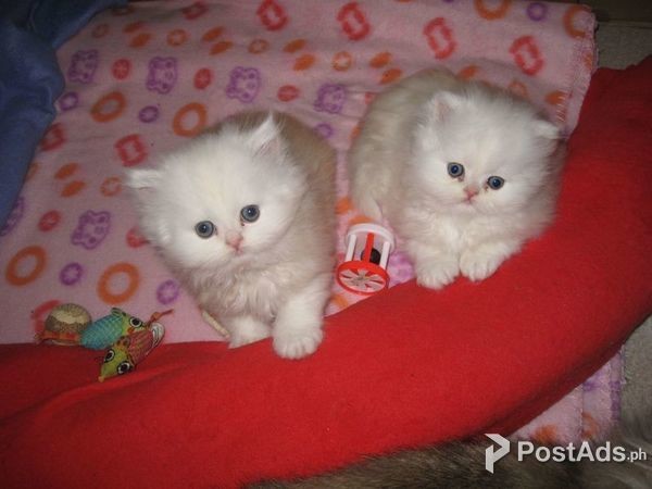 Persian Kittens Available for sale