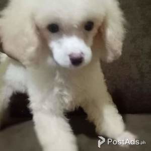 White Poodle Toy Size | PostAds PH