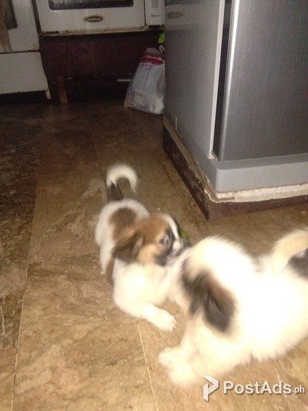 Pet boarding in Paranaque City