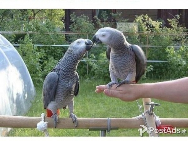 Talkative African Grey Parrots