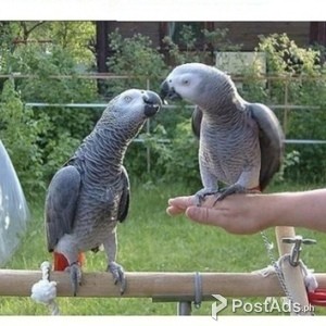 Talkative African Grey Parrots | PostAds PH