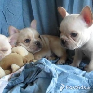 Black Tan and white French Bulldog Puppies | PostAds PH