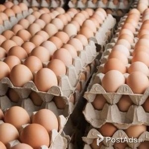 Fresh & fertile chicken eggs | PostAds PH