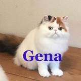 kittens genna