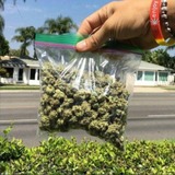 wolfe weeds