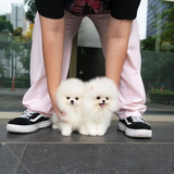 Pets4homes
