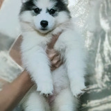Choi Kennel