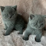 Kittens puppies