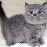 Scottish Fold Scottish Fold