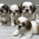 shih tzu Puppies shop