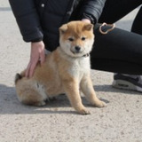 Best Quality of pets