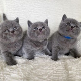 British shorthair family