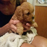 PUPPIES SHOP