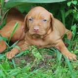 international pets center