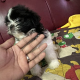 Faithfull Pets shop