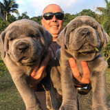 Petfinder.ph. dogs