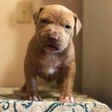 Adorable puppies and kittens for adoption