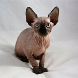Angelic Exotic Cattery