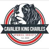 Cavalier King