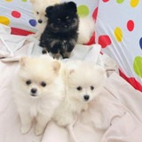 Pomeranian Snowball