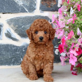 Toy Poodle