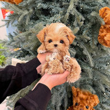 Maltipoo Teacup