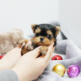 Yorkshire Terrier