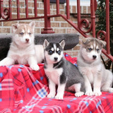 Wooly Siberian-Husky