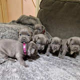 Staffordshire Bull Terrie