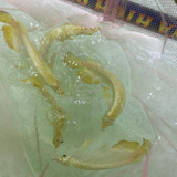 Arowana Fish