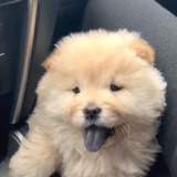 Chow Chow