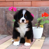 Bernese Mountain