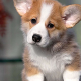 Pembroke Welsh Corgis