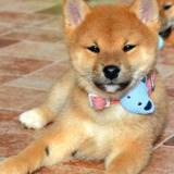 Shiba Inu